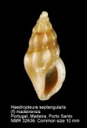 Haedropleura septangularis (f) madeirensis